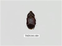 藏品(菲律賓產昆蟲)的圖片